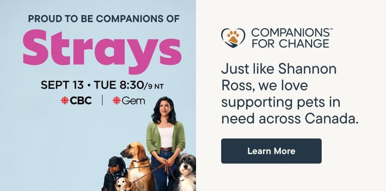 Strays starts Sept 13. A Companions for Change partner